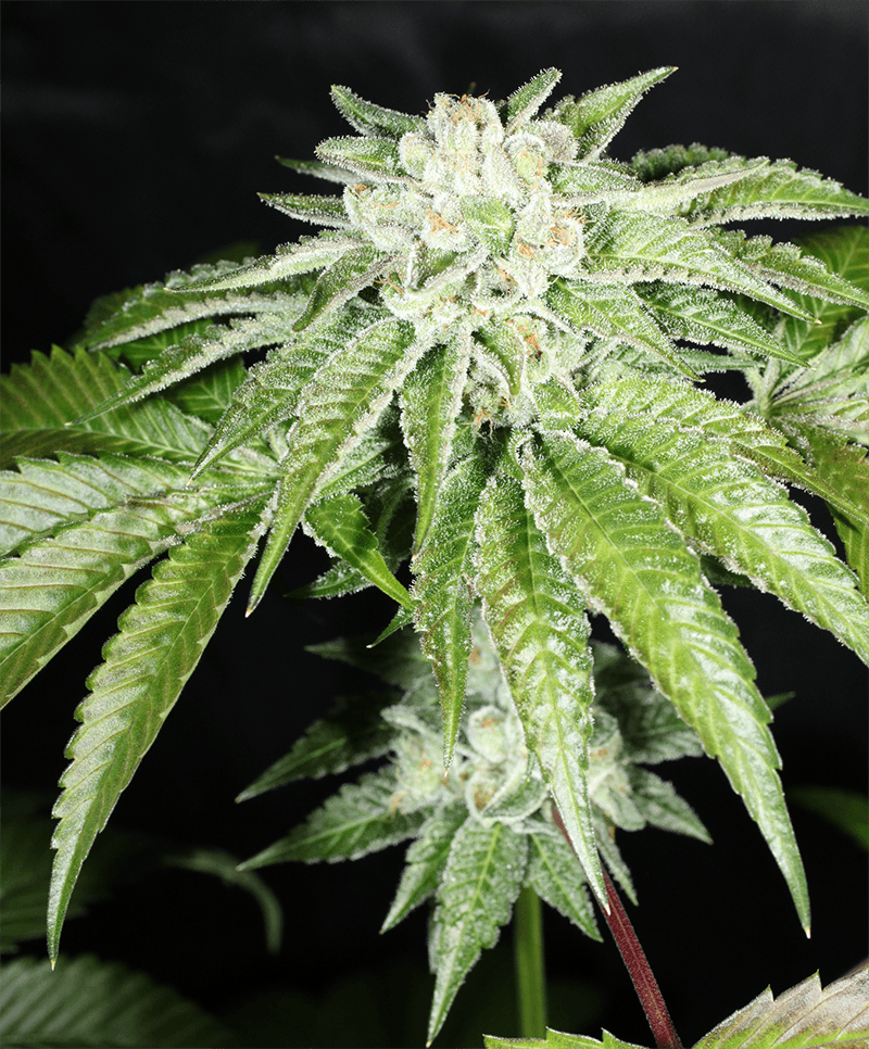 MASS_MEDICAL_STRAINS_TRIANGLE_KUSH_BX1_F2_FLOWER_9_LUSCIOUS_GENETICS