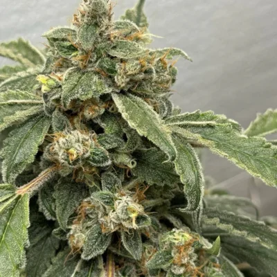 STEAL_THESE_SEEDS_ABSTRACT_ESSENCE_FLOWER_1_LUSCIOUS_GENETICS