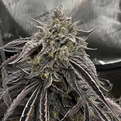 STEAL_THESE_SEEDS_ELECTRIFIED_SCHISM_FLOWER_1_LUSCIOUS_GENETICS