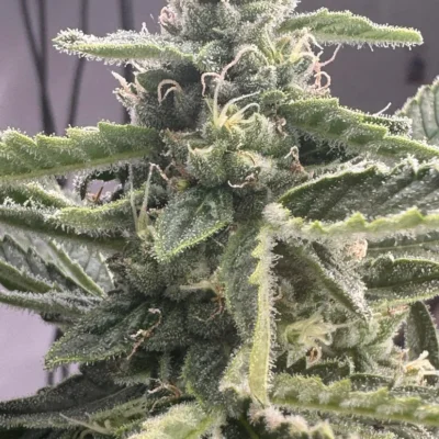 STEAL_THESE_SEEDS_MACE_WIDOW_FLOWER_1_LUSCIOUS_GENETICS