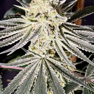 TRICHOME_BROS_CHERNOBYL_S1_CLONE_FLOWER_1