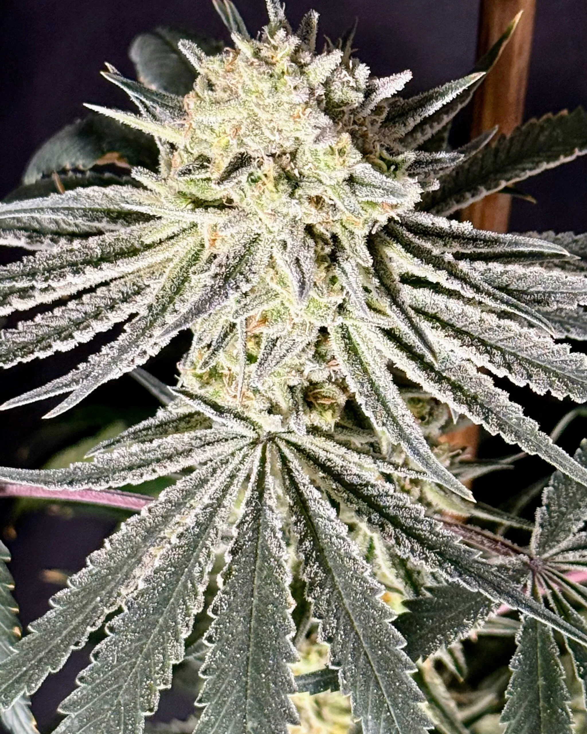 TRICHOME_BROS_CHERNOBYL_S1_CLONE_FLOWER_1