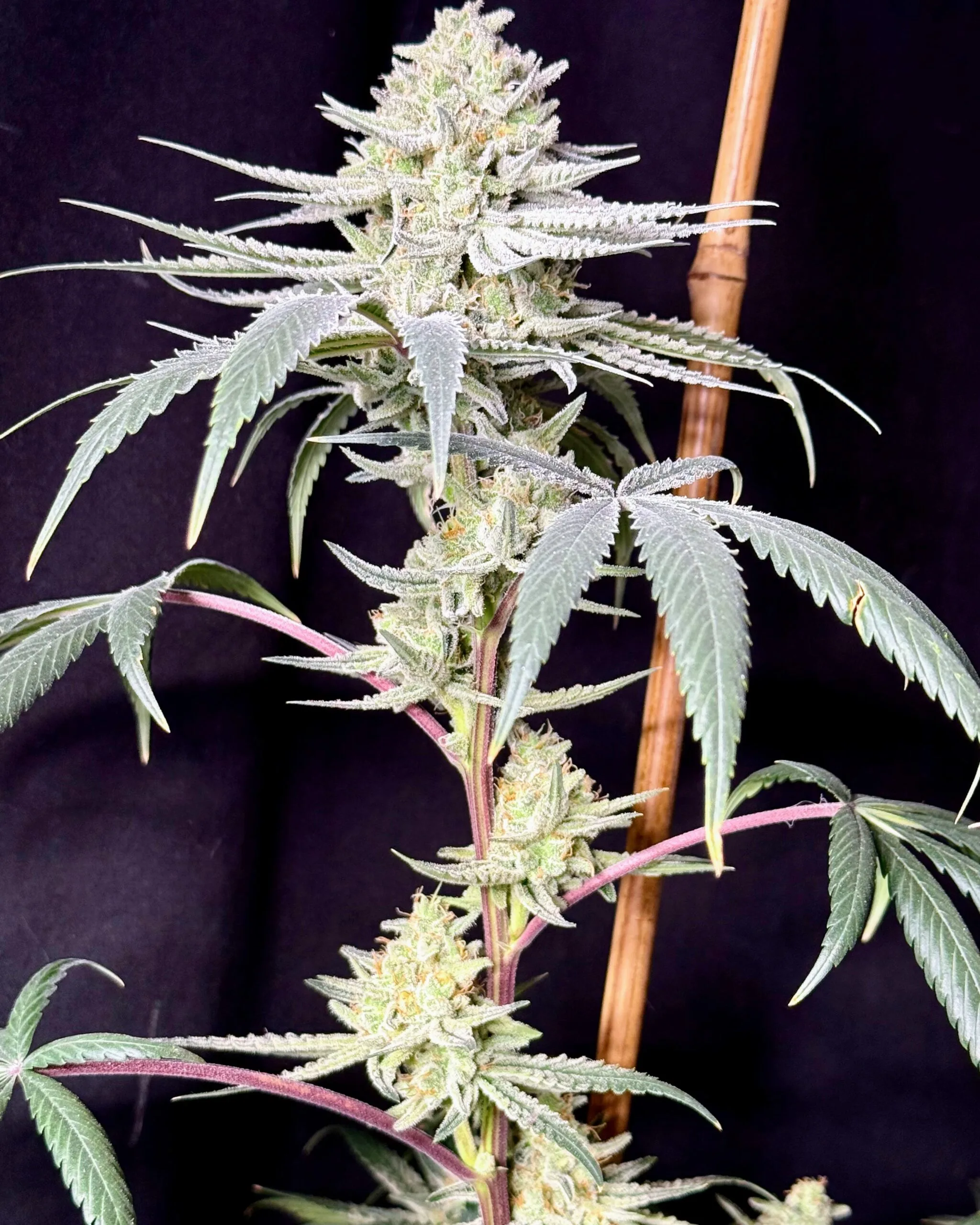 TRICHOME_BROS_CHERNOBYL_S1_CLONE_FLOWER_2