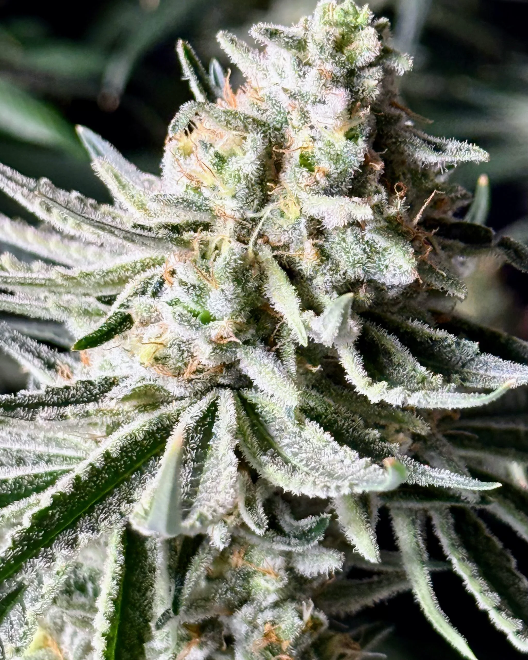 TRICHOME_BROS_CHERNOBYL_S1_CLONE_FLOWER_3