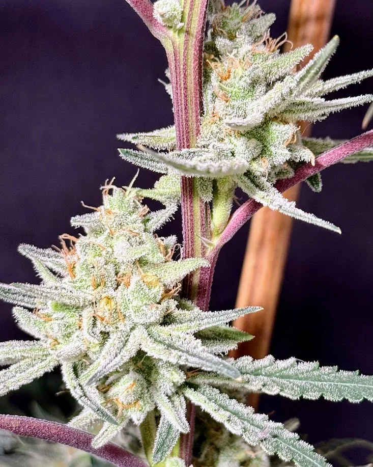 TRICHOME_BROS_CHERNOBYL_S1_CLONE_FLOWER_4