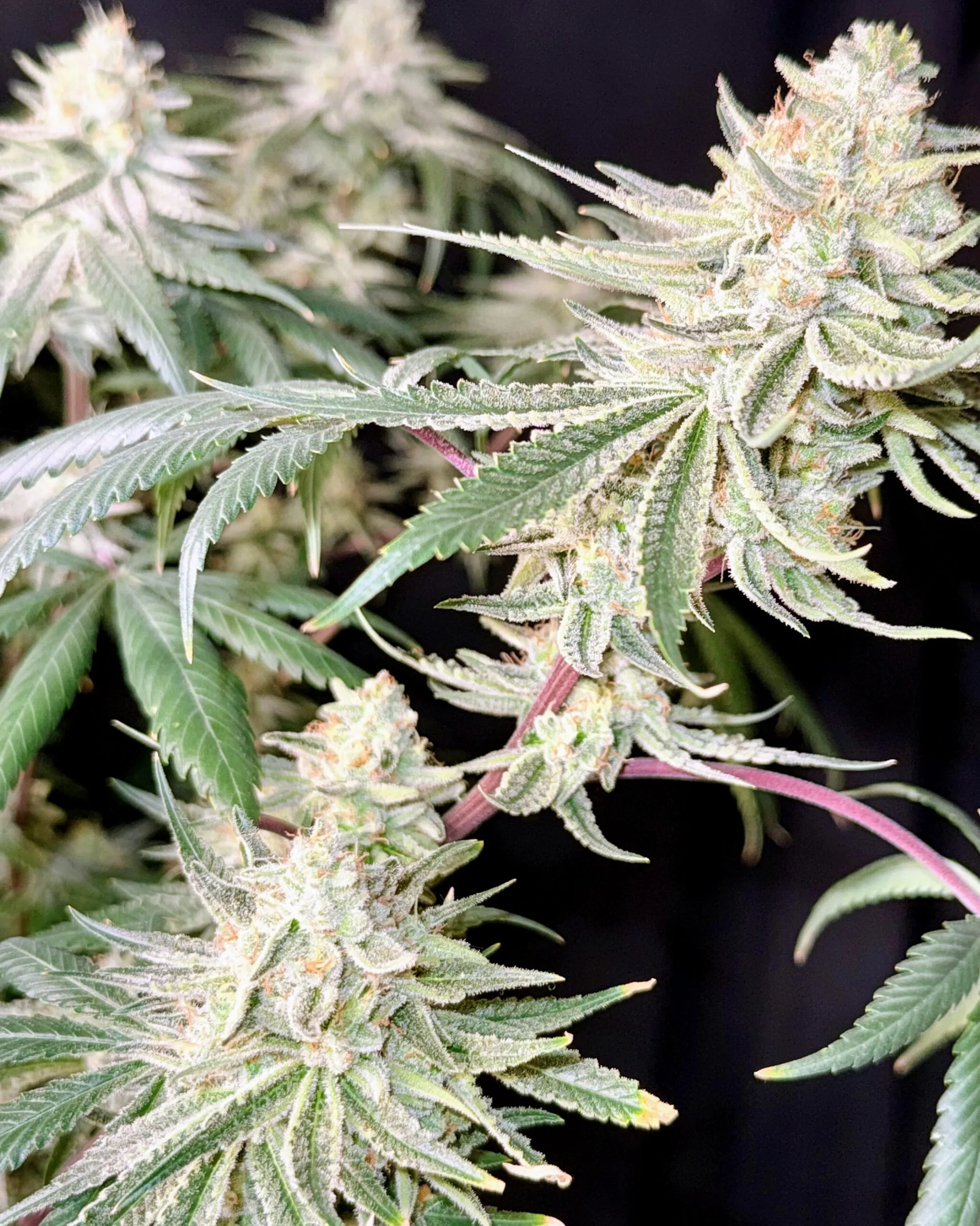 TRICHOME_BROS_CHERNOBYL_S1_CLONE_FLOWER_5